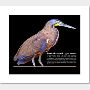 Bare-throated tiger heron tropical bird white text Posters and Art